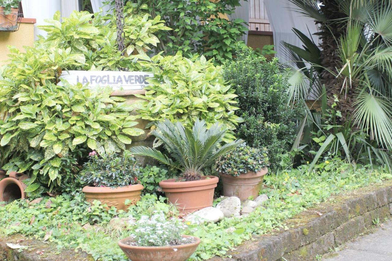 B&B La Foglia Verde Massa  Exterior photo